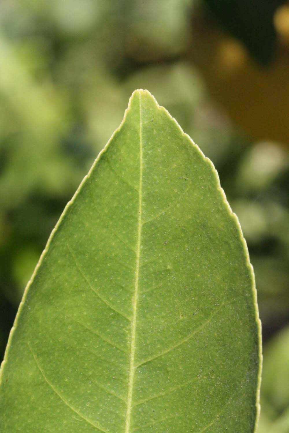              Margin (Riverside, CA)       